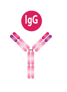 Immunoglobulins igG