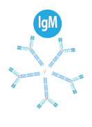 Immunoglobulins igM